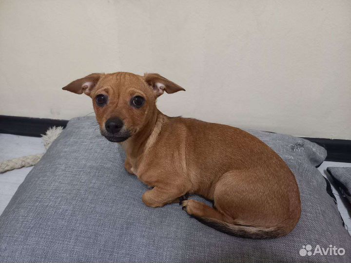 Маленькая собака