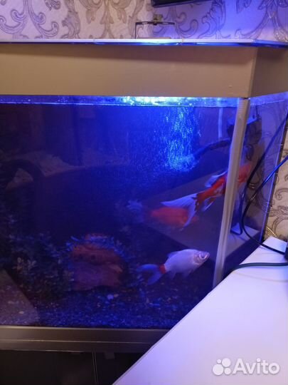 Аквариум