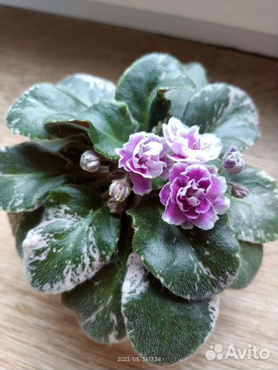 Сенполия (фиалка)