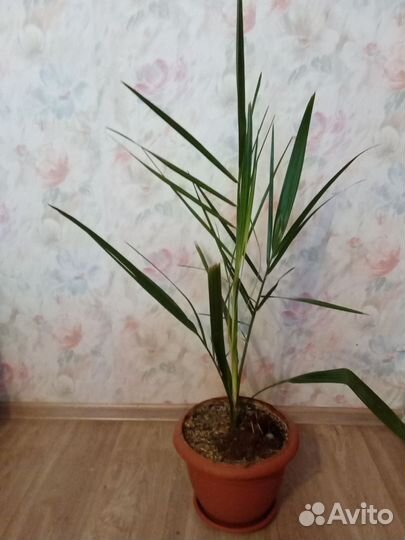 Финиковая пальма