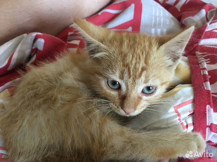 Котик в дар
