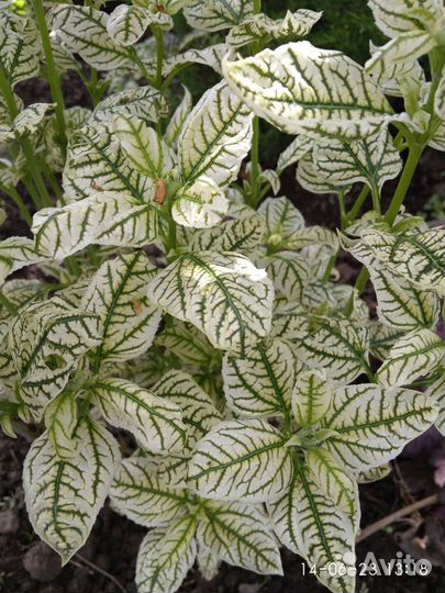 Гелеопсис,многолетник