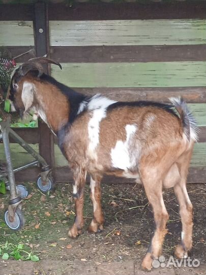 Козёл, коза