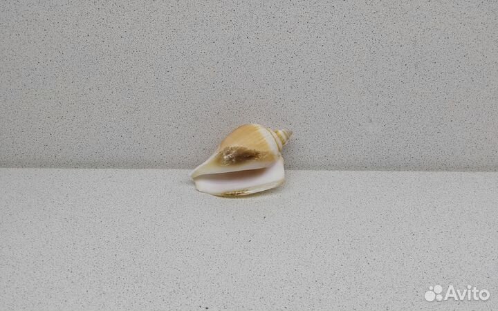 Собачий Стромбус 7,7 морская ракушка раковина