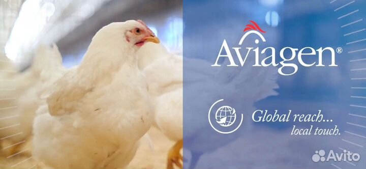 Цыплята ross 308, бройлер