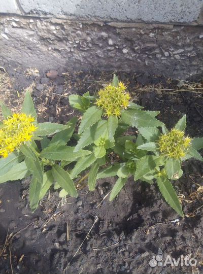 Многолетние цветы