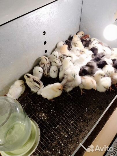 Куры несушки доминант молодки 7мес