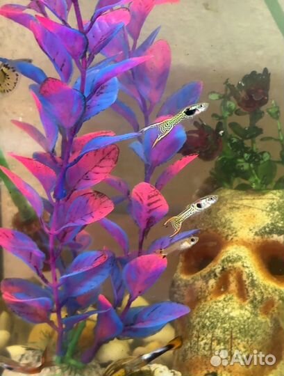Аквариум с рыбками