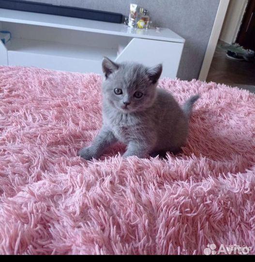 Британская