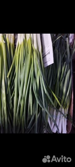 Лук зеленый