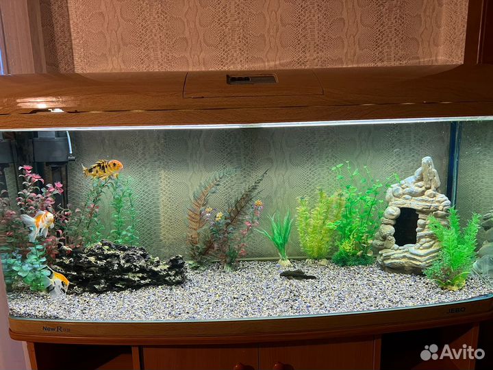 Грунт, мальки моллинезии, декор в аквариум