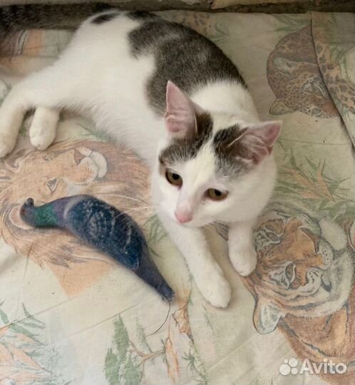 Кошечка в добрые руки