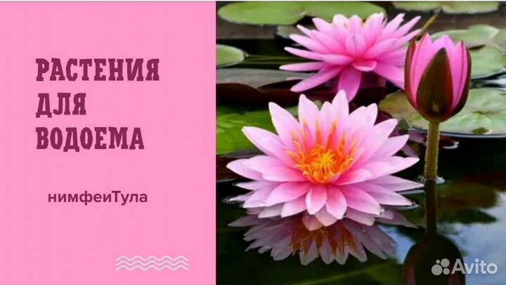 Растения для водоема,Водяная лилия,кувшинки,нимфеи