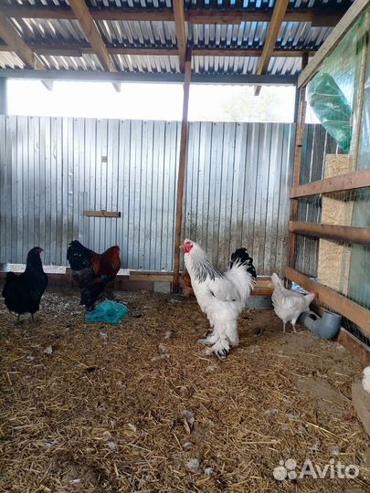 Брама по продаже тороплюсь