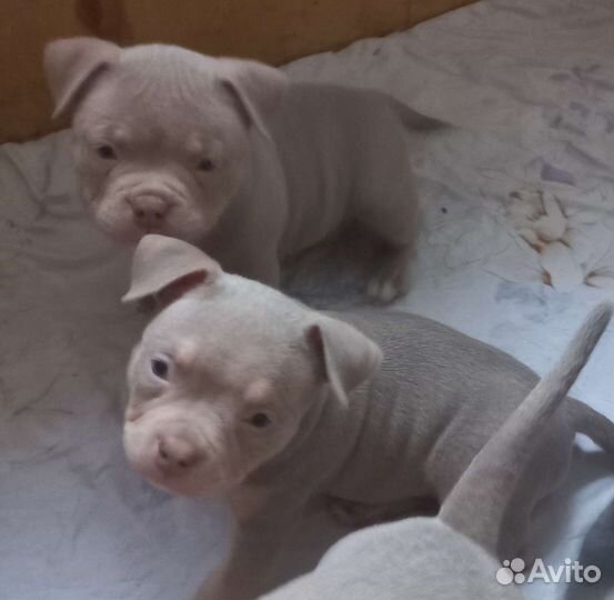 Американский булли мальчик и девочка