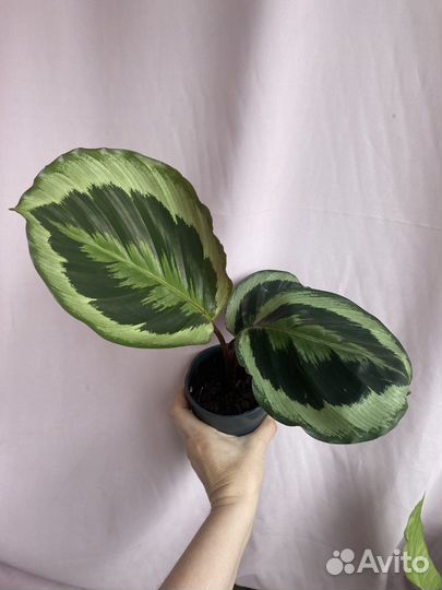 Калатея марион