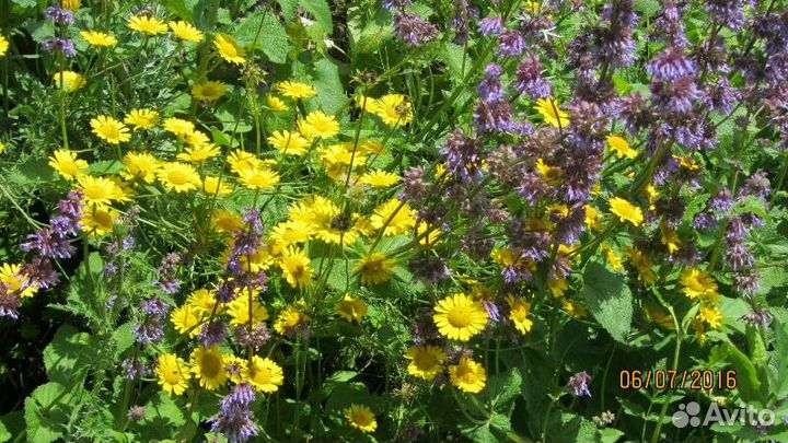 Шалфей мутовчатый (семена), (Salvia verticillata L