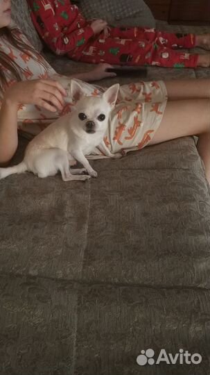 Вязка собак чихуахуа