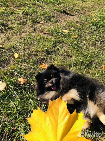 Шпиц мальчик