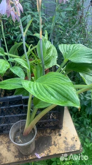 Бадан, Хоста