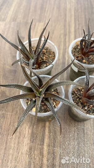 Суккулент Хавротия полосатая