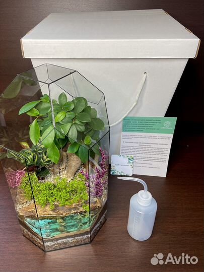 Флорариум с бонсай в большом бакале