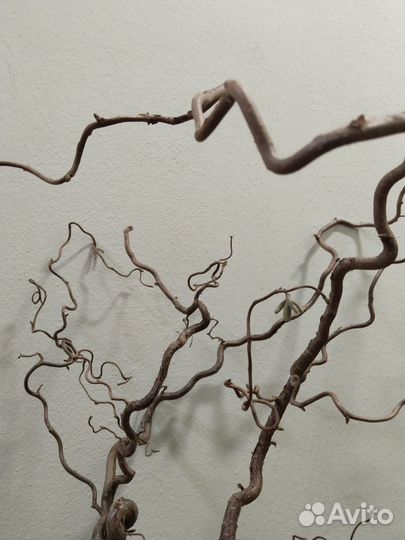 Деревце натуральное Голландия 100 -130 см