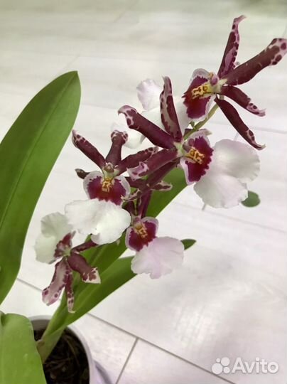 Орхидея камбрия