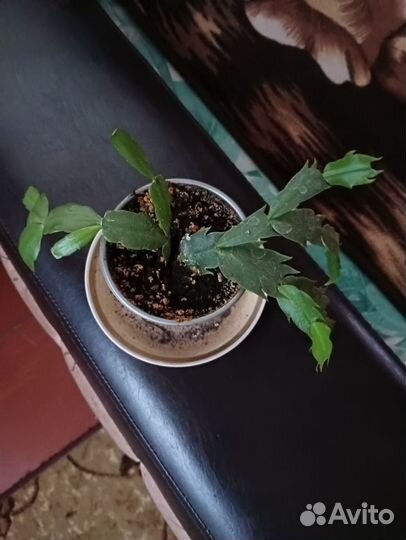 Отростки декабриста