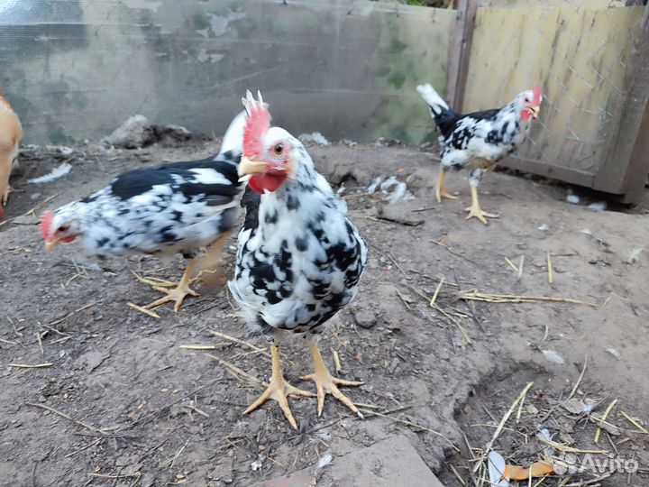 Очень молодые петушки