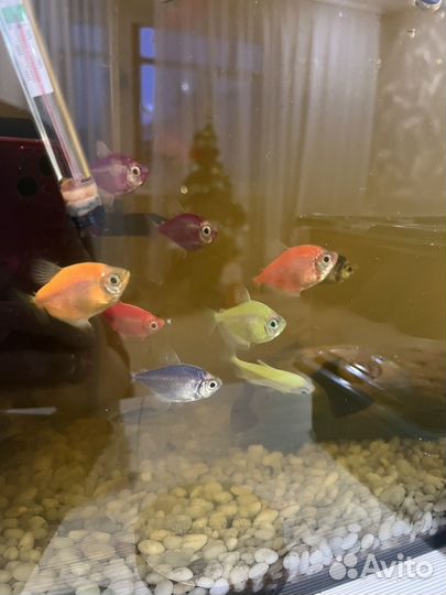 Рыбки аквариумные тернеция