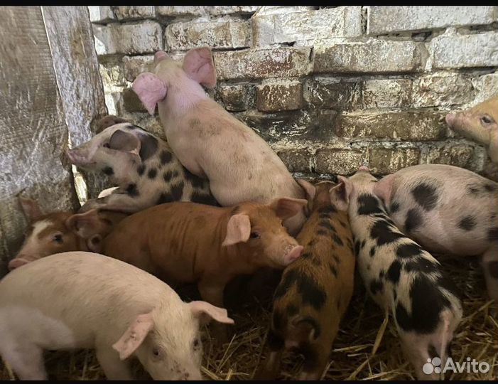 Поросята