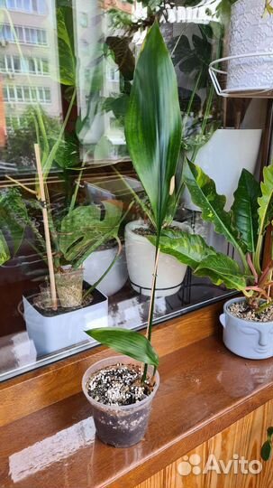 Аспидистра элатиор и Milky way