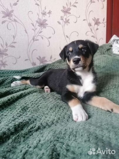 Щенок девочка в добрые руки