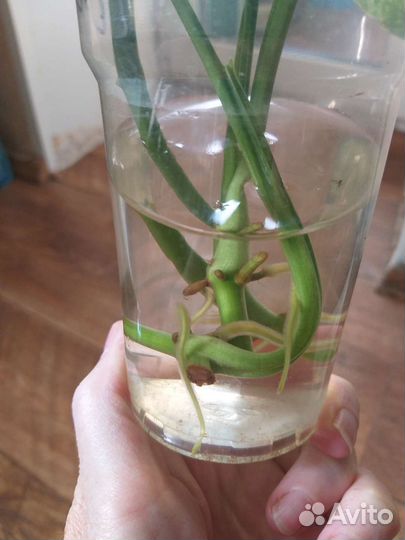 Сингониум моттлед