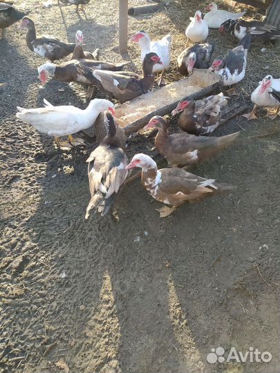 Индоутка домашняя