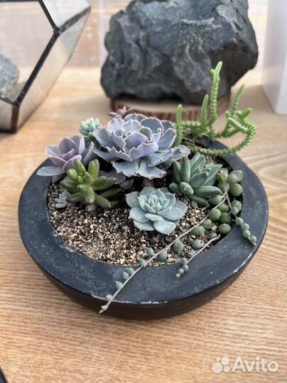 Композиция с суккулентами