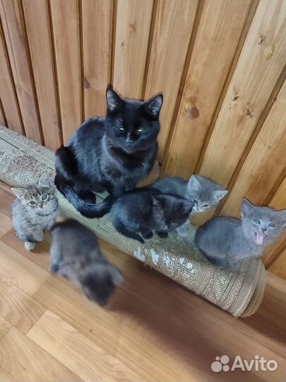 Котята в добрые руки