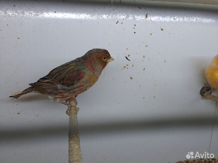 Канарейки пара зелёных.пара тёмна красных
