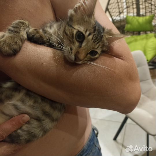 Кошечка 4 месяца