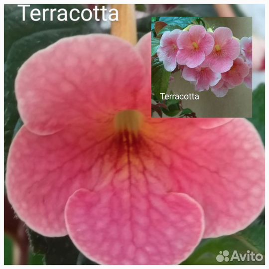 Ризомы ахименесов