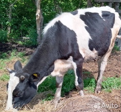 Бычки 4 и одна тёлка черно белая