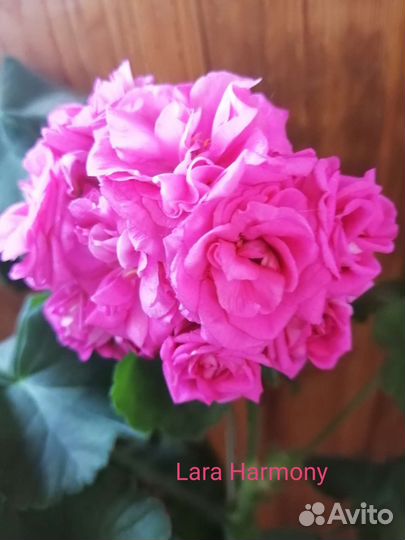 Пеларгонии герани