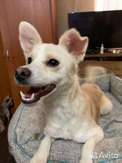 Подобрали пёсика, хороший мальчик ищет дом