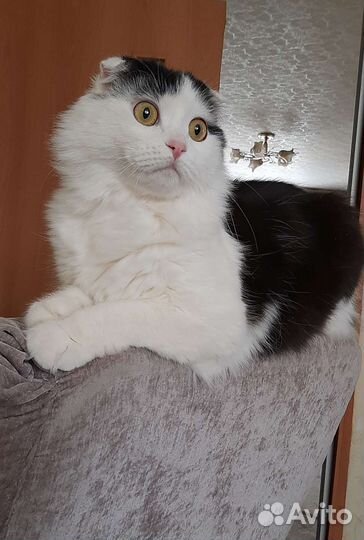 Отдам кота в добрые руки