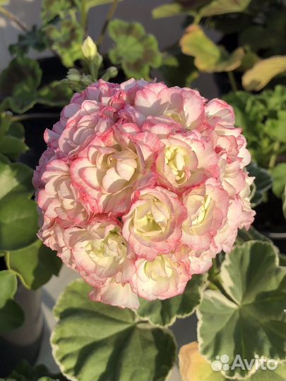 Пеларгония красная белая розовая герань