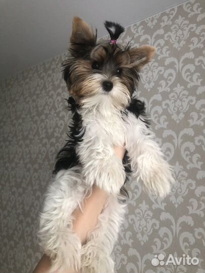 Щенок бивер йорка