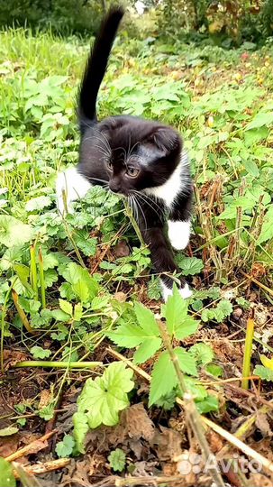 Отдам котят в добрые руки