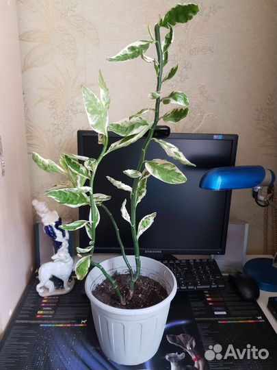 Педиландус