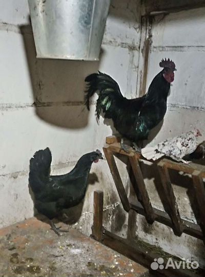 Цыплята ухейилюй